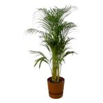 Potted indoor palm plant with tall green fronds in a brown pot against a white background.