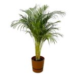 Indoor potted palm plant with slender stems and feathery green fronds in a brown pot.