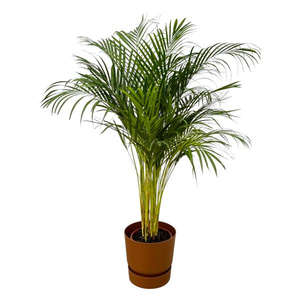 Indoor potted palm plant with slender stems and feathery green fronds in a brown pot.