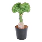 Crested green Euphorbia cactus with a fan-shaped top in a black pot, label visible in soil