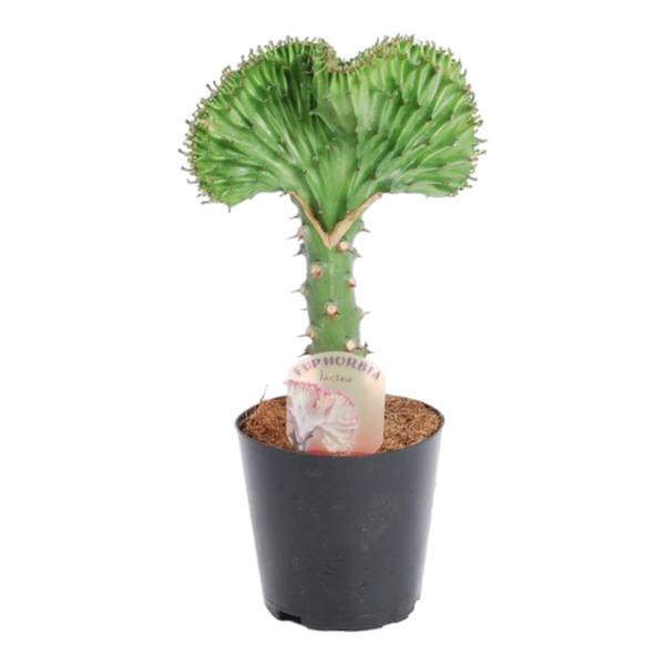 Crested green Euphorbia cactus with a fan-shaped top in a black pot, label visible in soil