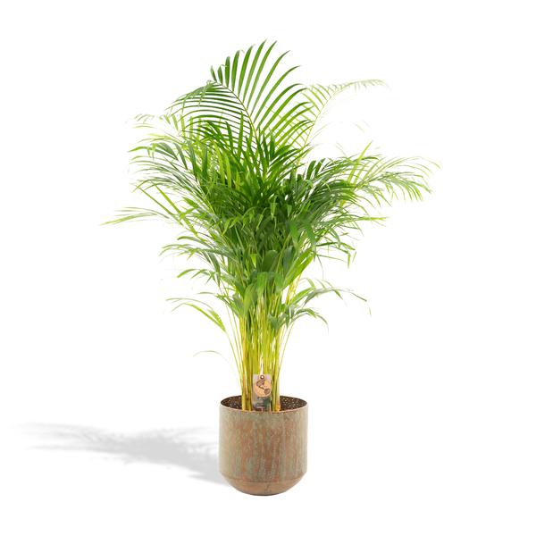 Indoor potted palm plant with a small tag in a ceramic pot on a white background
