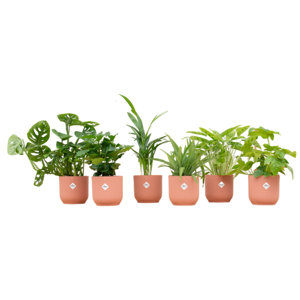 Six green leafy houseplants in pink pots lined up in a row on a white background.