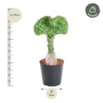 Small potted plant with a fan-shaped green crown, about 25–35 cm tall, in a black pot next to a height ruler.