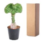 Green succulent with fan-shaped leaves in a black pot, placed next to a tall brown cardboard box.