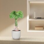 Small potted cactus with a broad green fan-shaped leaf in a ribbed gray pot on a beige desk, with a laptop shelf in the background.