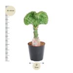 Potted succulent with a fan-shaped green top beside a height ruler showing 30–40 cm and a 12 cm pot diameter label, indicating size.
