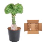 Small potted succulent with a tall green, fan-shaped top sits in a black pot next to an open cardboard shipping box on a white background.