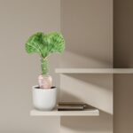 Potted plant with large green, fan-like leaves on a white floating shelf, with a couple of books beneath, against a beige wall.