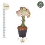 Potted succulent with a tall green stem and a large pale, fan-shaped leaf; about 30–40 cm tall and 12 cm wide pot.