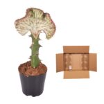 Potted plant with a tall green stem and a large pale flower next to an open brown cardboard box.