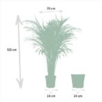 Tall houseplant in a pot, about 130 cm tall with a 70 cm crown width; another empty 24 cm pot beside it.