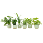 Six green houseplants in light-green pots lined up in a row on a white background.