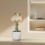 Potted plant with a tall green stem and a large pink-edged leaf in a ribbed white pot on a beige shelf next to a laptop and books.