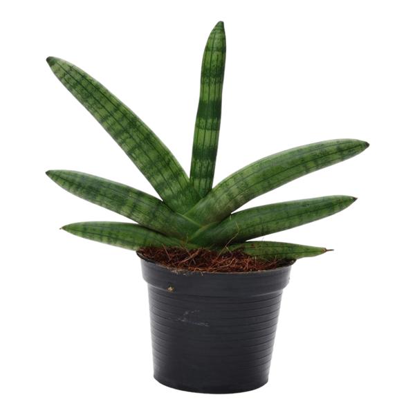 Snake plant (Sansevieria) with tall green striped leaves in a black plastic pot filled with soil.