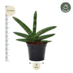 Snake plant in a black pot with a vertical ruler showing 20–30 cm height and an 11 cm pot diameter.