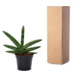Snake plant in a black pot beside a tall cardboard shipping box.