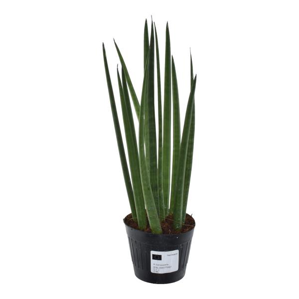 Snake plant (Sansevieria) in a black plastic pot with tall upright green leaves.