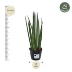 Tall snake plant in a black pot, about 33–43 cm tall with an 11 cm pot diameter; measurement scales on the left and a halfshade logo on the top right.