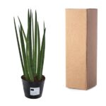 Tall green snake plant in a black plastic pot, next to a tall brown cardboard box (likely shipping box).