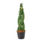 Braided green houseplant with long leaves tied at the top in a black pot.