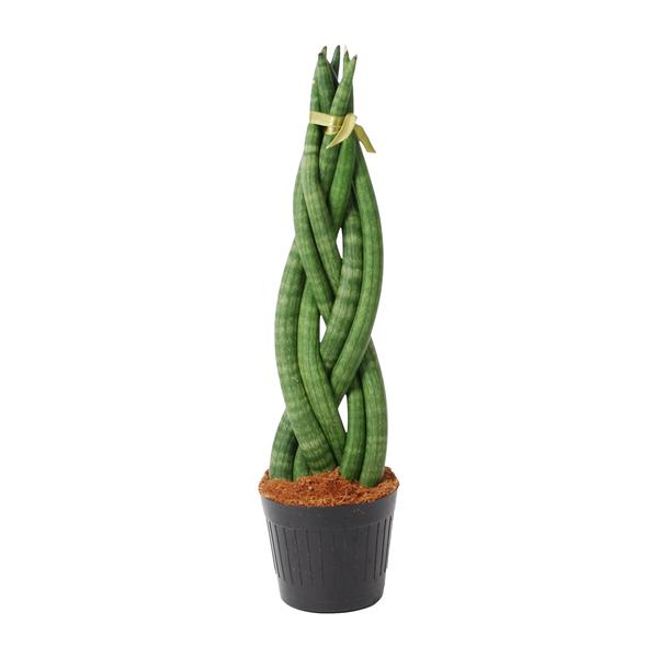 Braided green houseplant with long leaves tied at the top in a black pot.