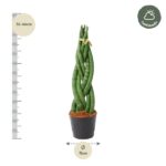 Tall braided snake plant in a black pot, with height 36–46 cm and pot diameter 11 cm.