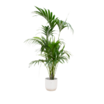 Tall indoor palm plant with wide green fronds in a white ceramic pot on a white background.