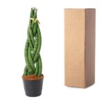 Braided green plant in a black pot with soil next to a tall cardboard shipping box