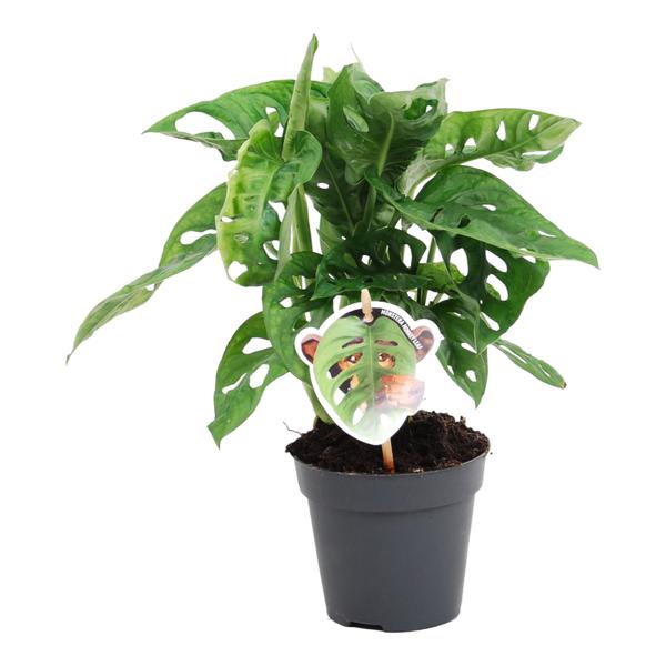 Healthy monstera plant in a gray pot with large split leaves; a small round decorative tag showing a monkey wearing a face mask is clipped to the stem.