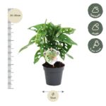 Monstera plant in a gray pot with size markers: 20–30 cm tall and 12 cm wide; care icons show half shade, shade, and weekly watering.