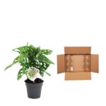Potted monstera plant with a round decorative face tag, placed beside an open brown cardboard shipping box.