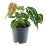 Potted houseplant with heart-shaped green leaves and white veins in a black plastic pot.