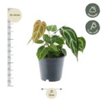 Potted houseplant with variegated green leaves in a gray pot; height 30–40 cm, pot diameter 12 cm; suitable for half shade and weekly watering.