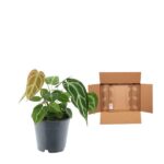Houseplant in a gray pot next to an open cardboard shipping box, suggesting moving or packing.