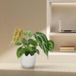 Potted plant with variegated heart-shaped leaves in a white ribbed pot on a beige counter, with a built-in shelf and laptop in the background.
