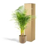 Potted palm plant in a ceramic pot next to a tall cardboard shipping box.