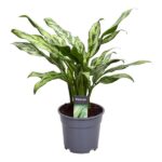 Variegated corn plant in a gray pot with a care tag that reads 'Decorum' clipping to the soil area