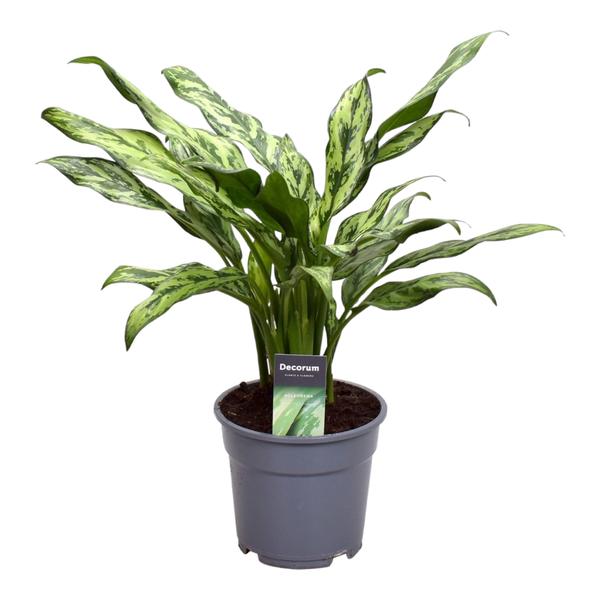 Variegated corn plant in a gray pot with a care tag that reads 'Decorum' clipping to the soil area