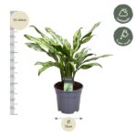 Potted variegated green plant with measurement cues: height 35–45 cm, pot diameter 12 cm; care hints: half shade and watering once per week.