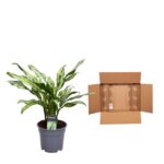 Dracaena plant in a gray pot next to an open cardboard shipping box with packing filler inside.