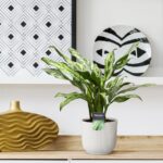 Green variegated plant in a white ribbed pot on a wooden shelf, with a gold wavy vase and black-and-white geometric art behind.