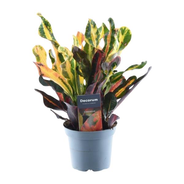 Colorful croton plant with variegated yellow, green, and red leaves in a light blue pot, tag visible saying 'Decorum'.