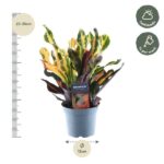 Croton plant in a blue pot with height guide (25–35 cm) on the left and a 12 cm pot width; care icons show partial shade and weekly watering.