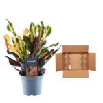 Colorful croton plant in a blue pot beside an open cardboard shipping box on a white background.