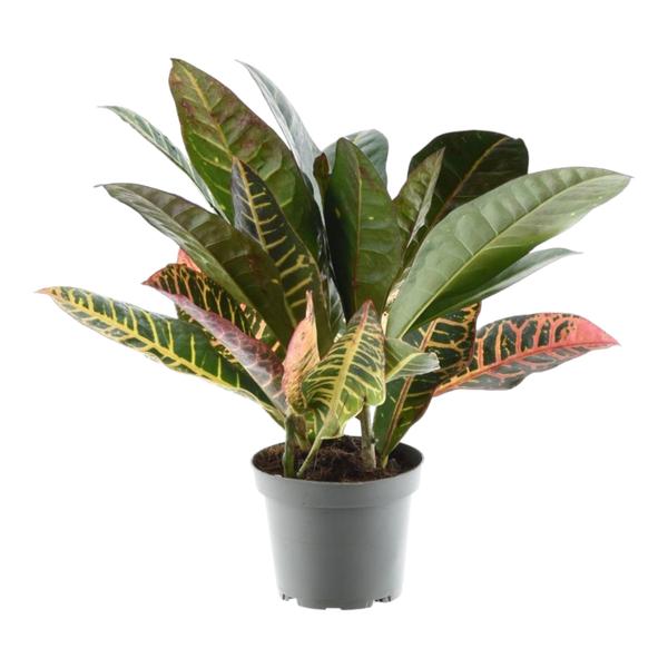 Croton houseplant in a gray pot with colorful variegated leaves (green, yellow, pink).