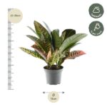 Croton plant in a gray pot with colorful green, yellow and red leaves; height 25–35 cm, pot diameter 12 cm; care: half shade and water weekly.
