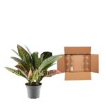Potted leafy houseplant next to an open brown shipping box on a white background.