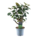 Indoor potted plant with round green leaves in a gray pot; plant tag reads Decorum.
