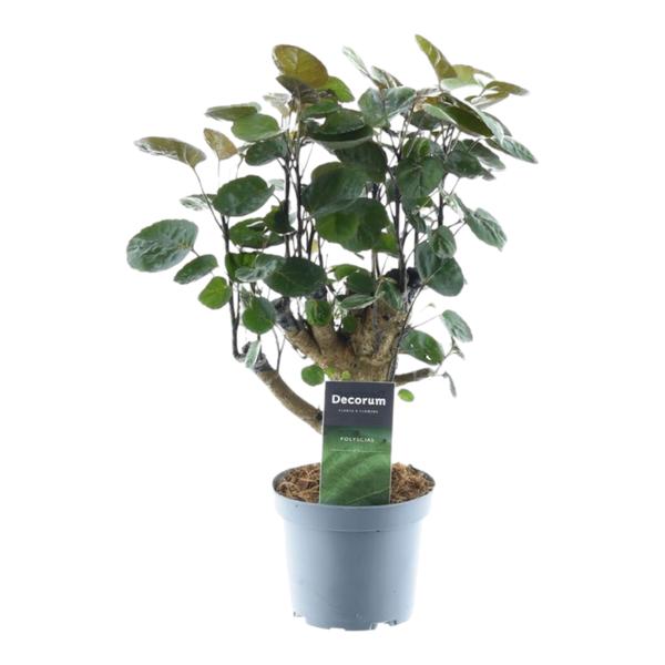 Indoor potted plant with round green leaves in a gray pot; plant tag reads Decorum.